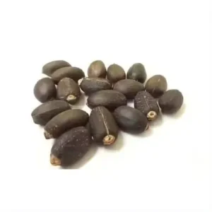 Jatropha Seeds